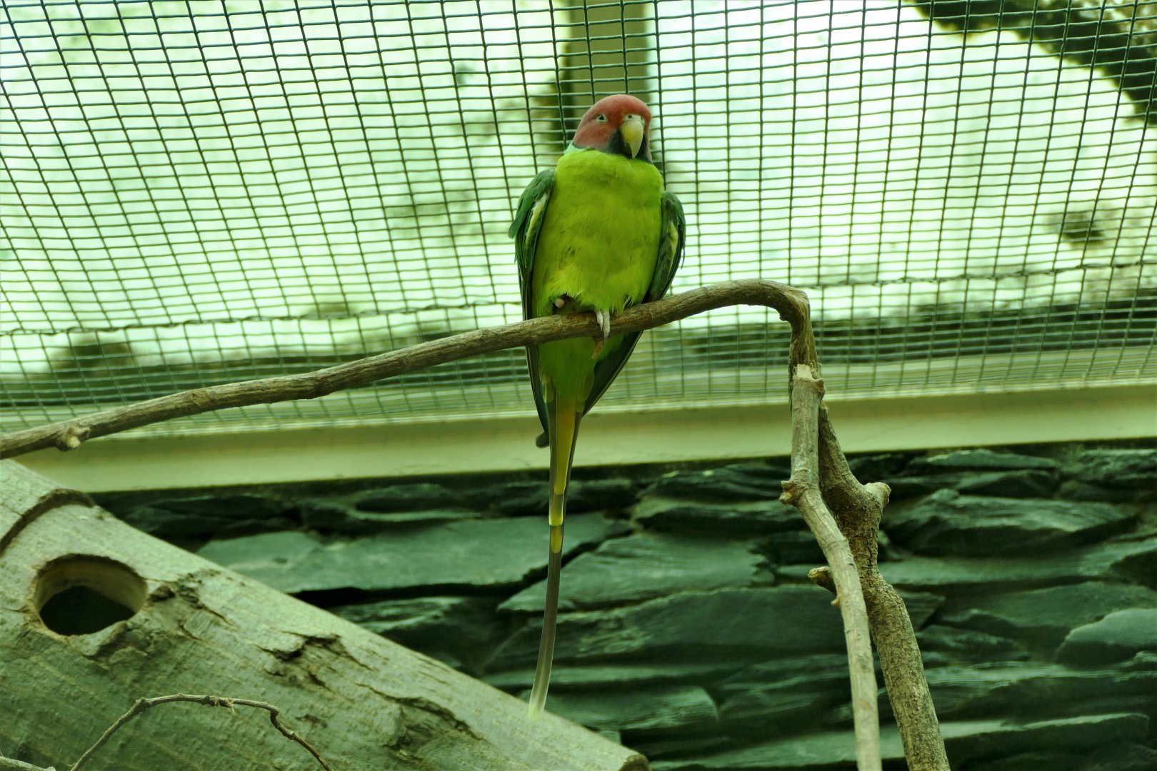 Plum-headed parakeet