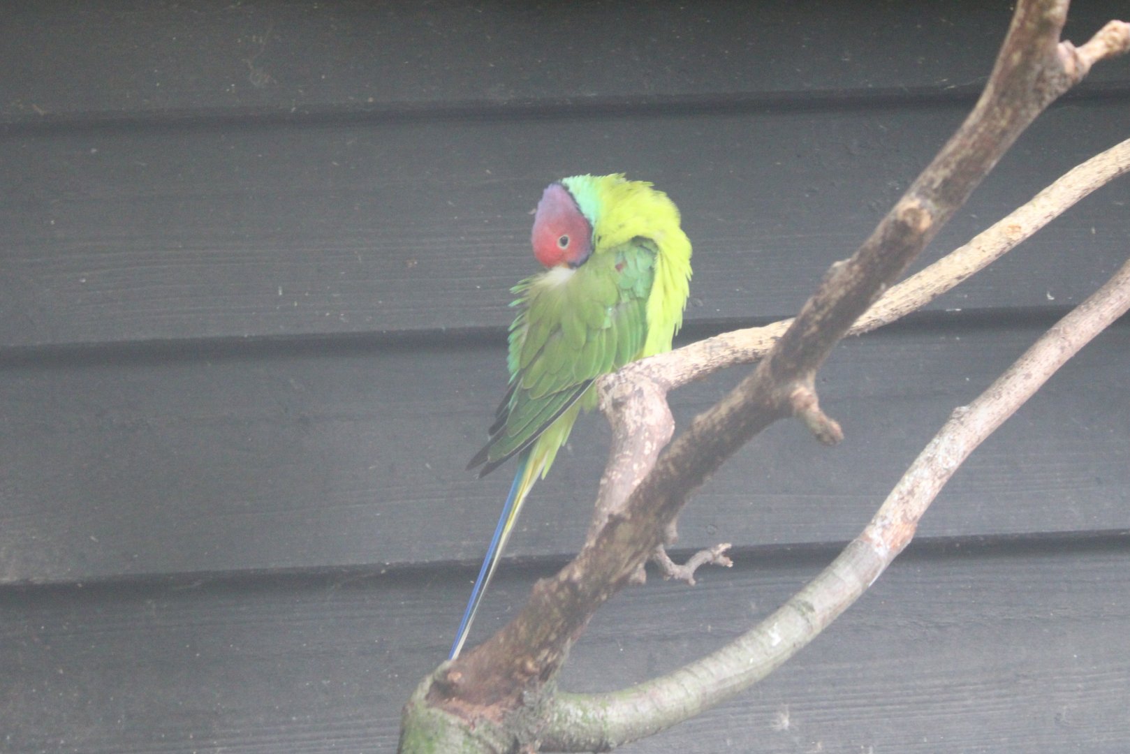 Plum-headed parakeet