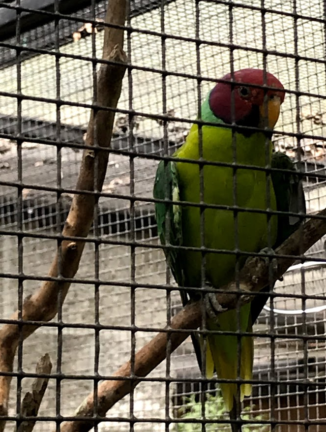 Plum-Headed Parakeet
