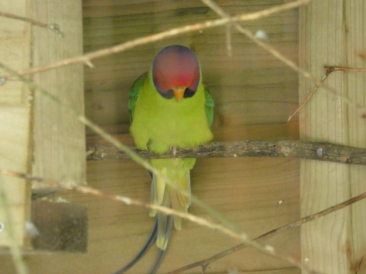 Plum-headed parakeet