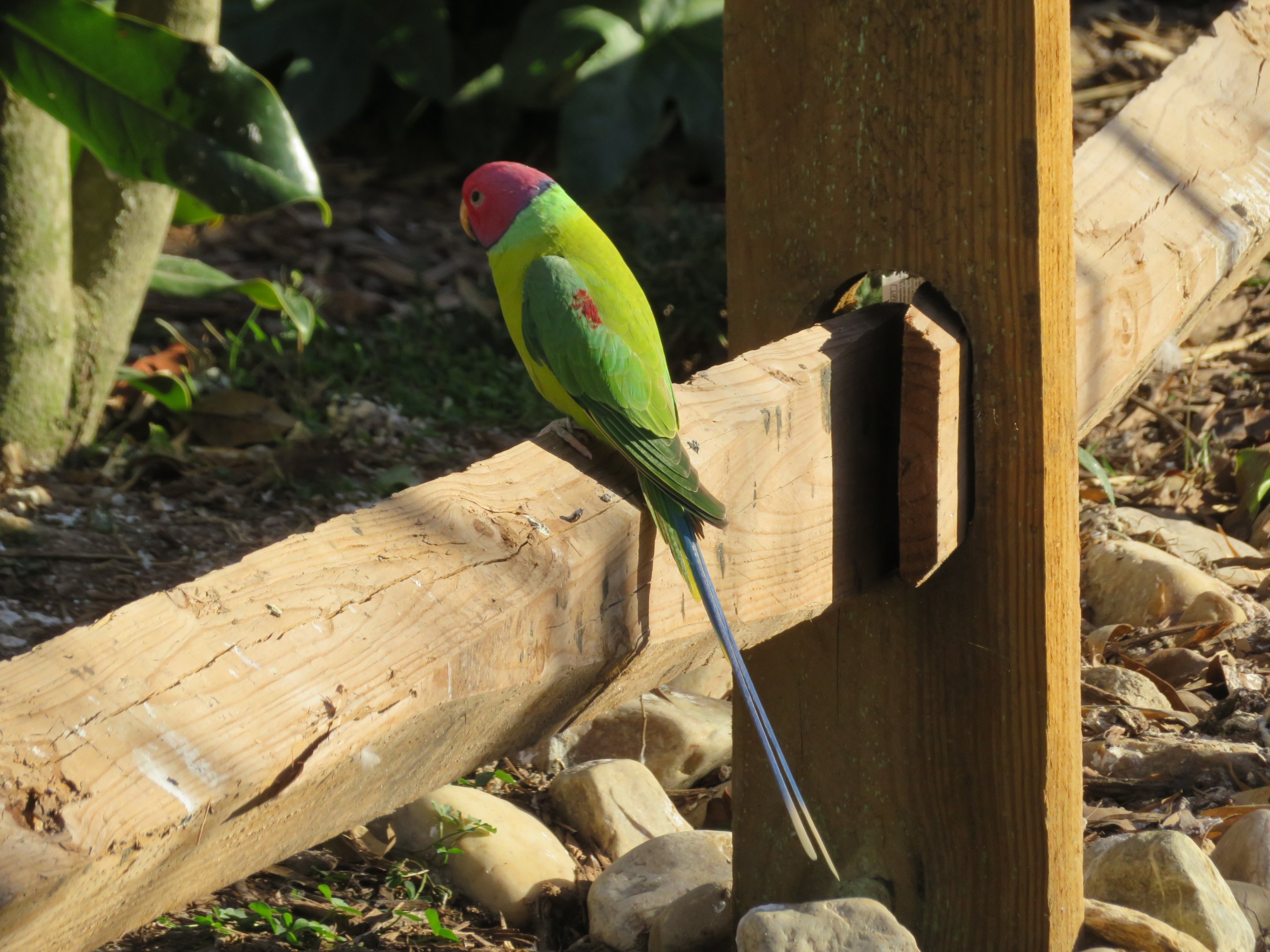 Plum-headed Parakeet
