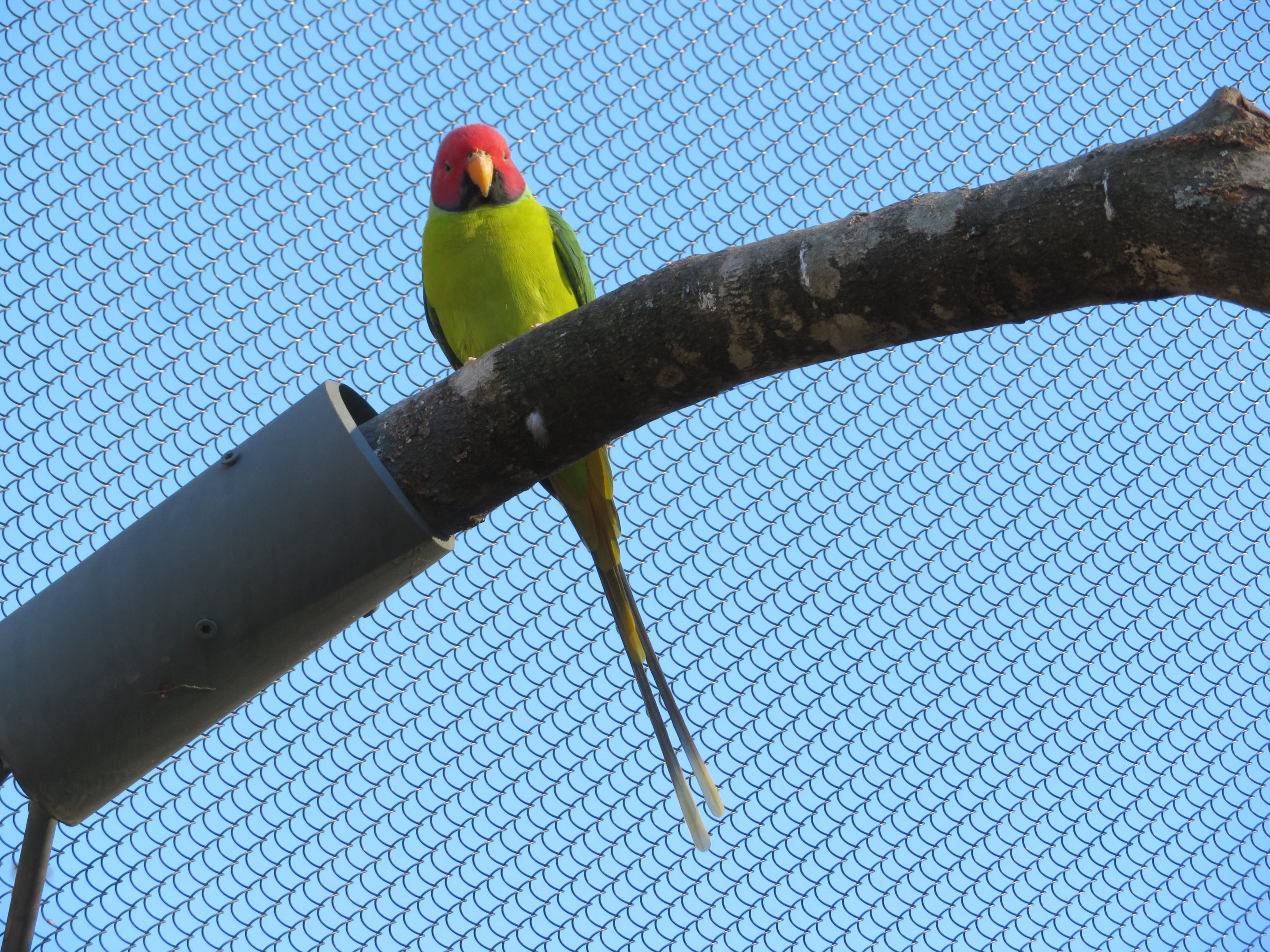 Plum-headed Parakeet