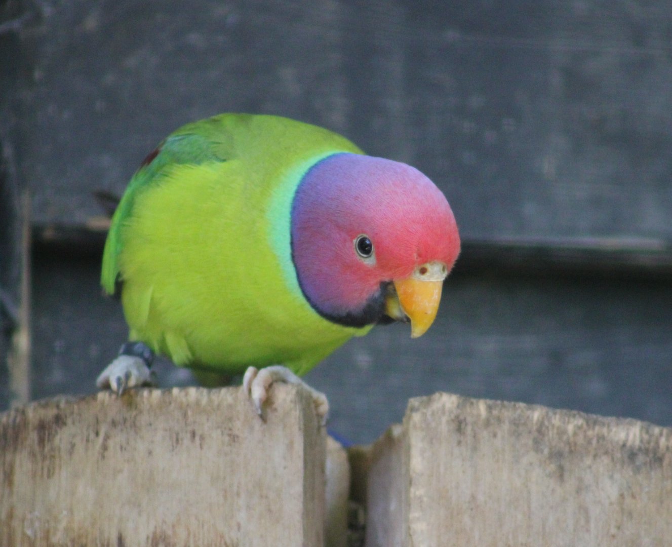 Plum-headed parakeet
