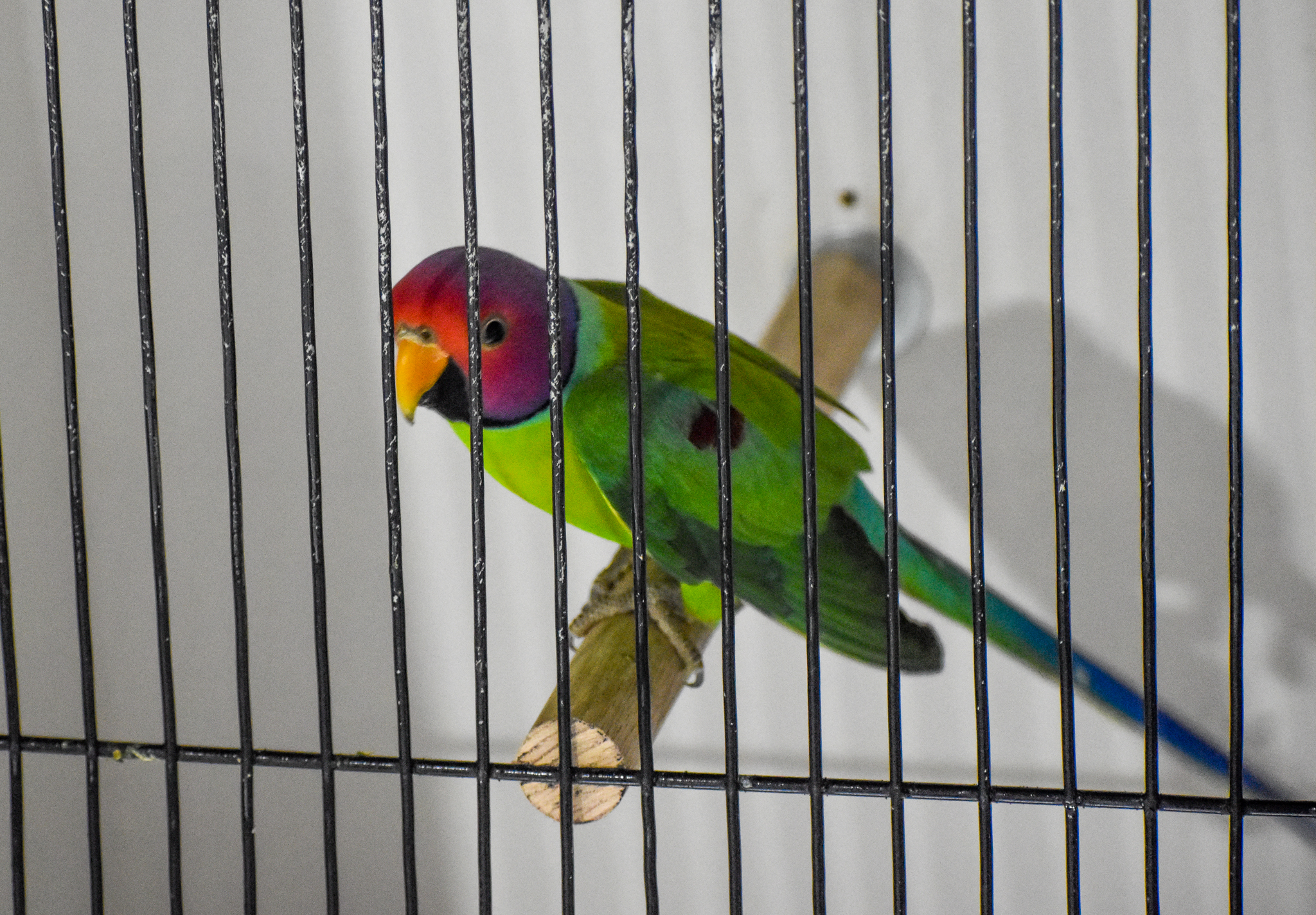 Plum-headed Parakeet