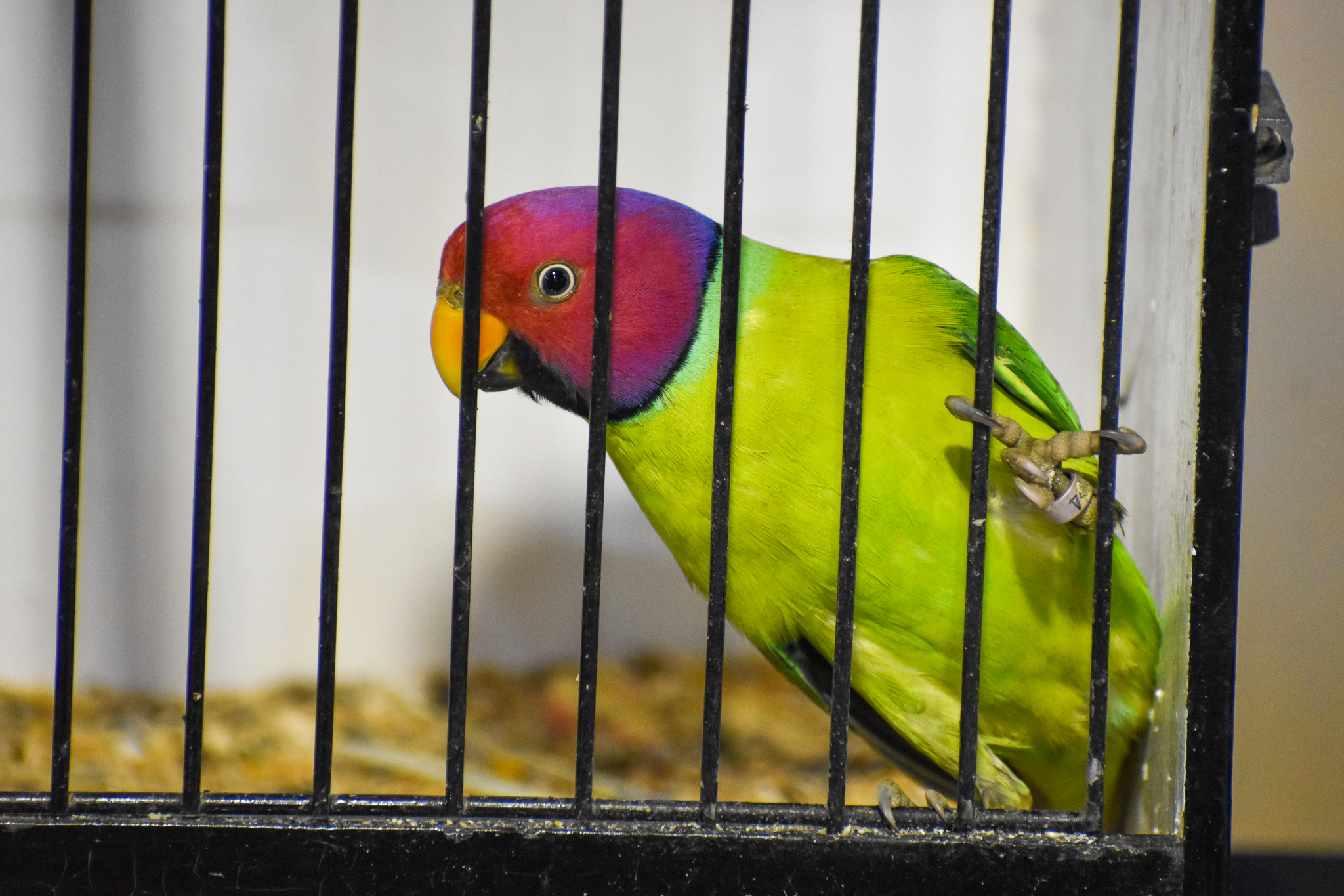 Plum-headed Parakeet