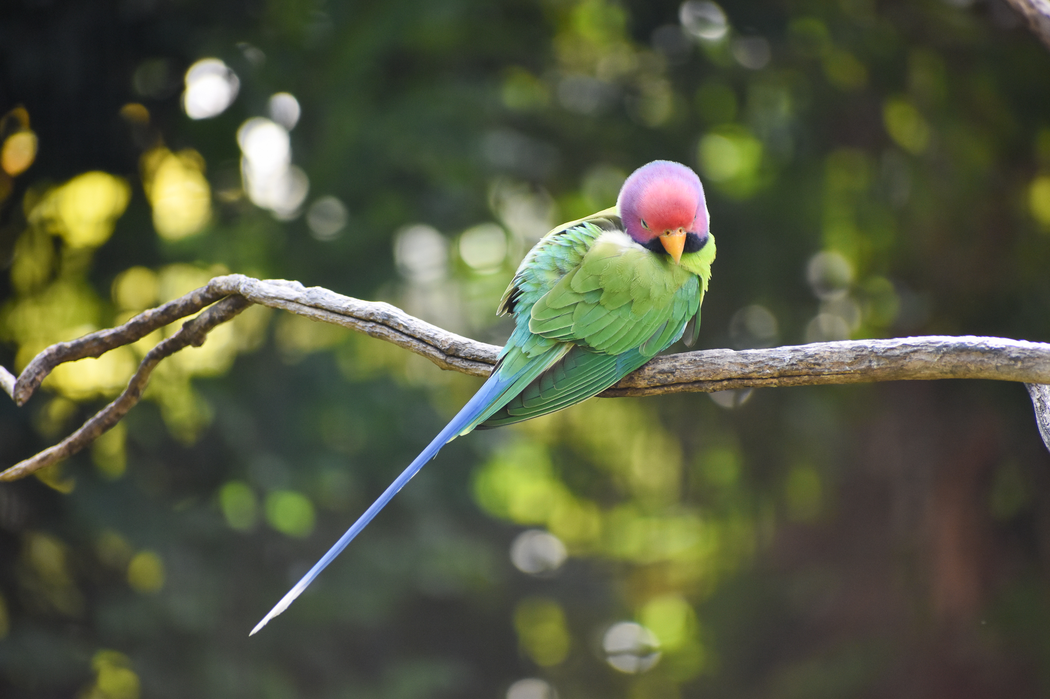 Plum-headed Parakeet