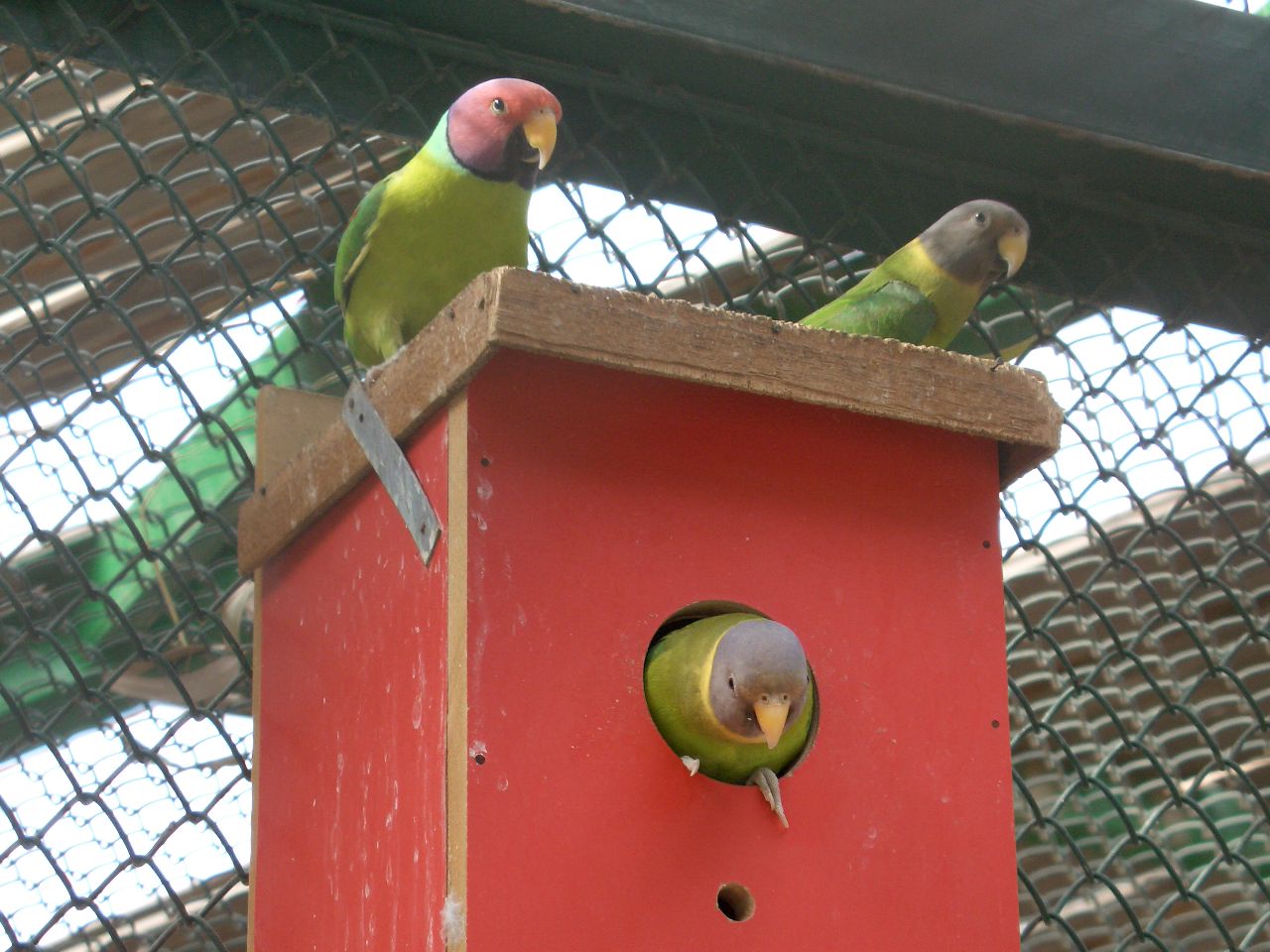 plum-headed parakeet