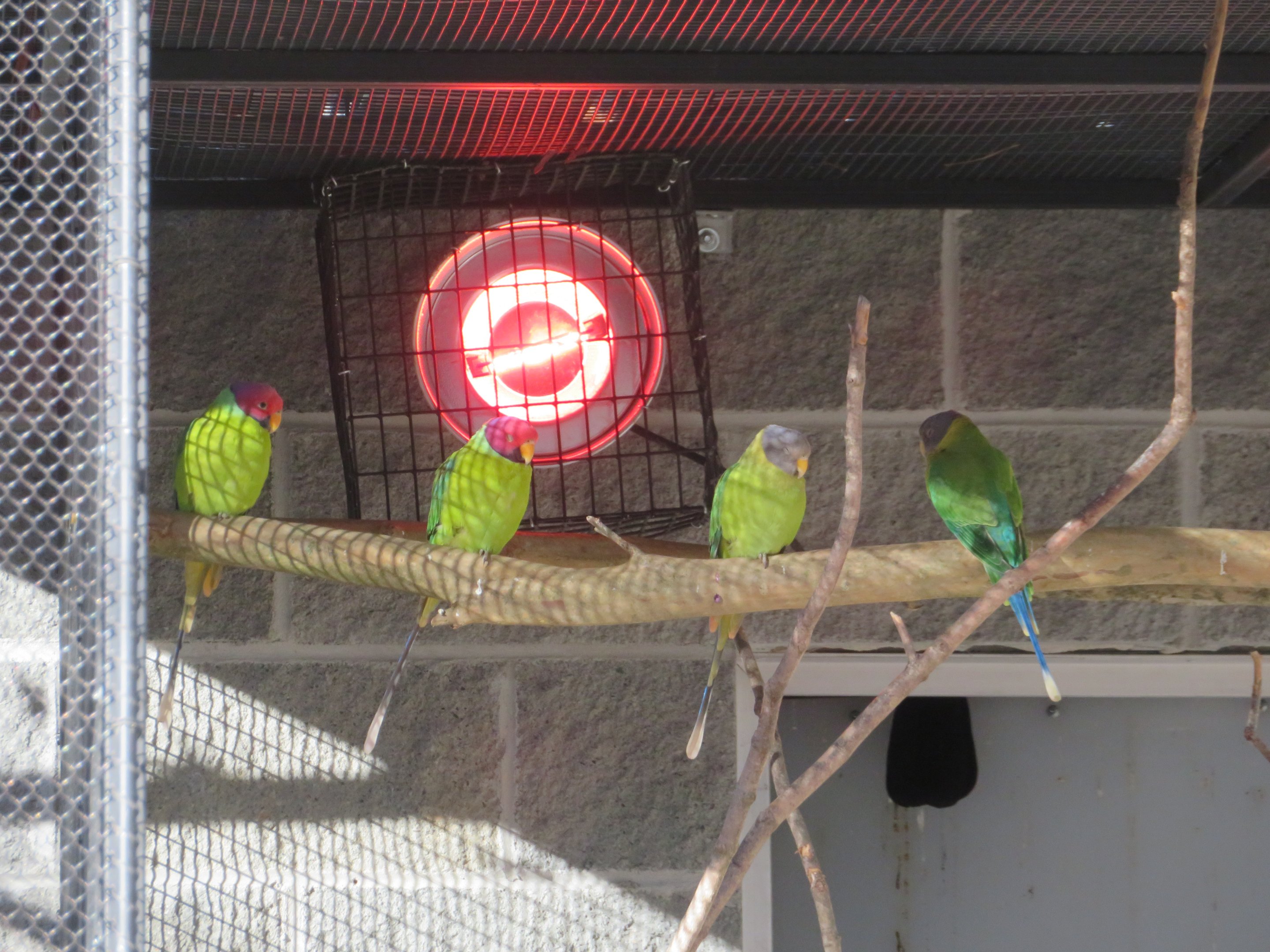 Plum-headed Parakeets Basking