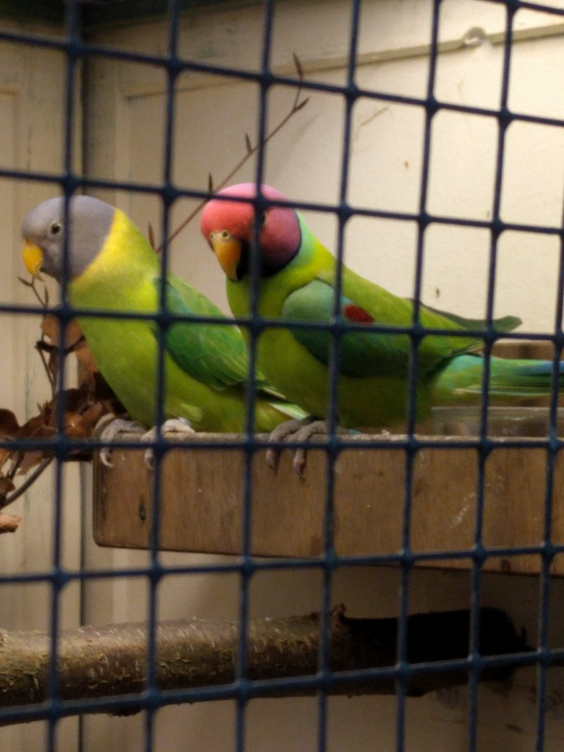 plum Headed Parakeets