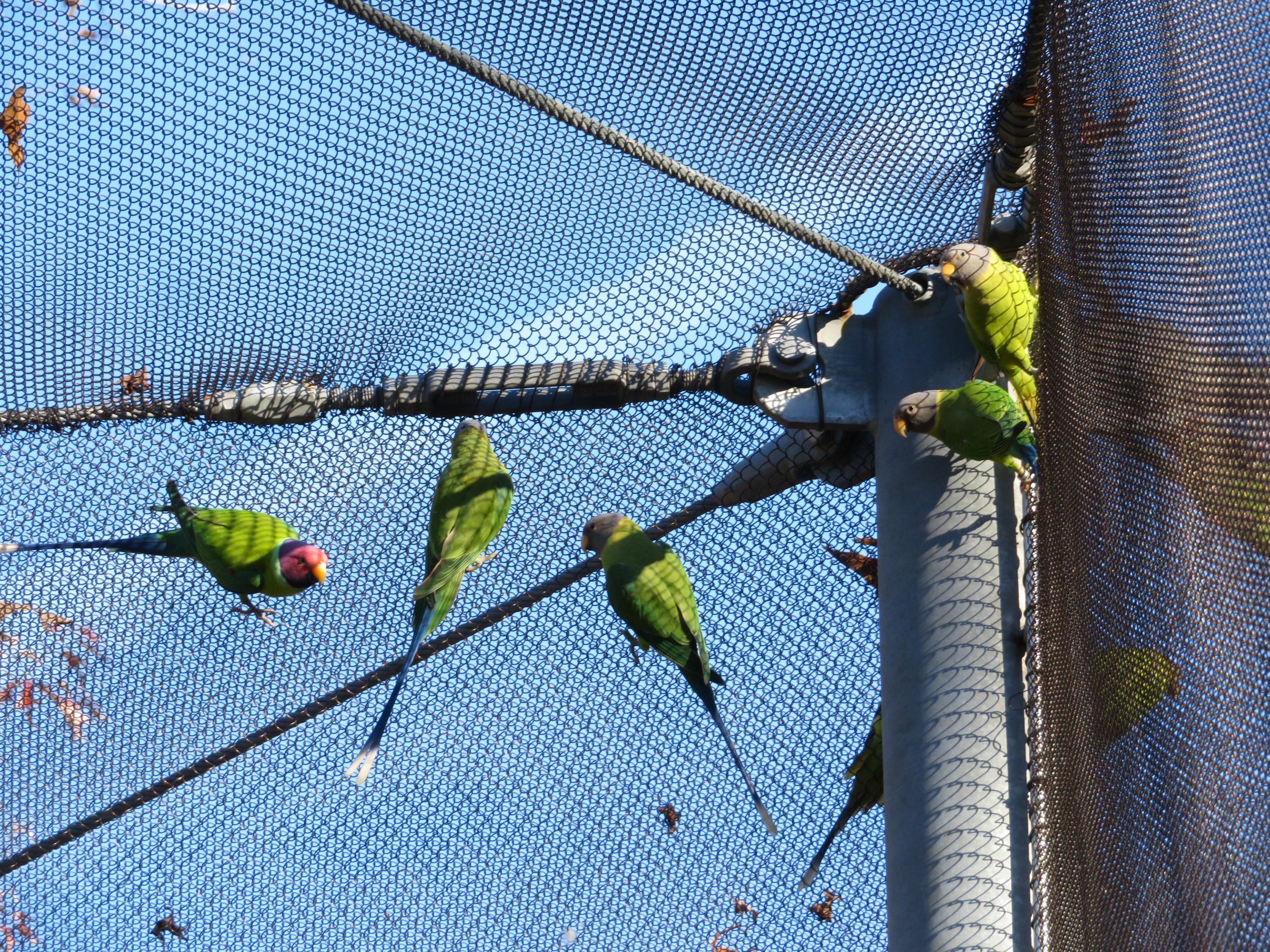 Plum-headed Parakeets