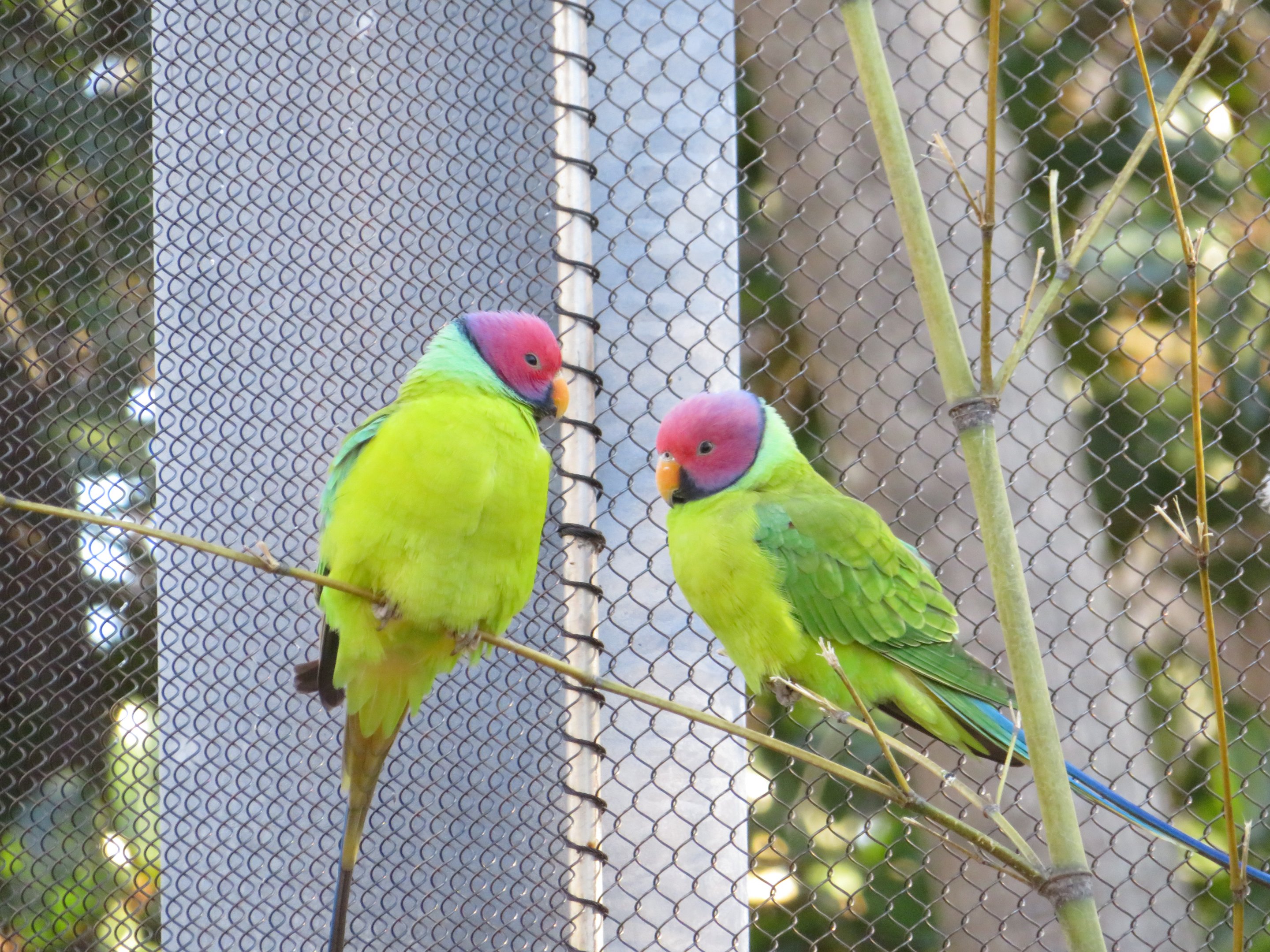 Plum-headed Parakeets