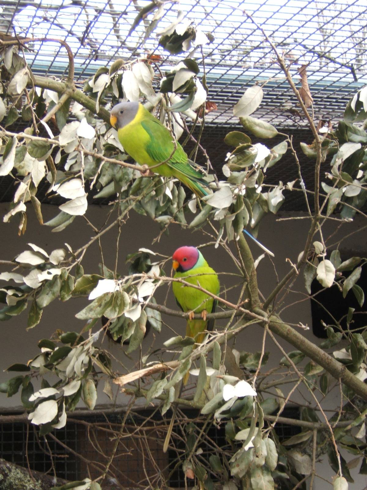 Plum-headed Parrakeet
