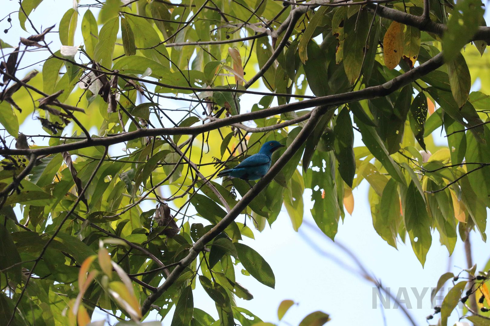 Plum-throated cotinga, Peruvian Amazon, May 2016