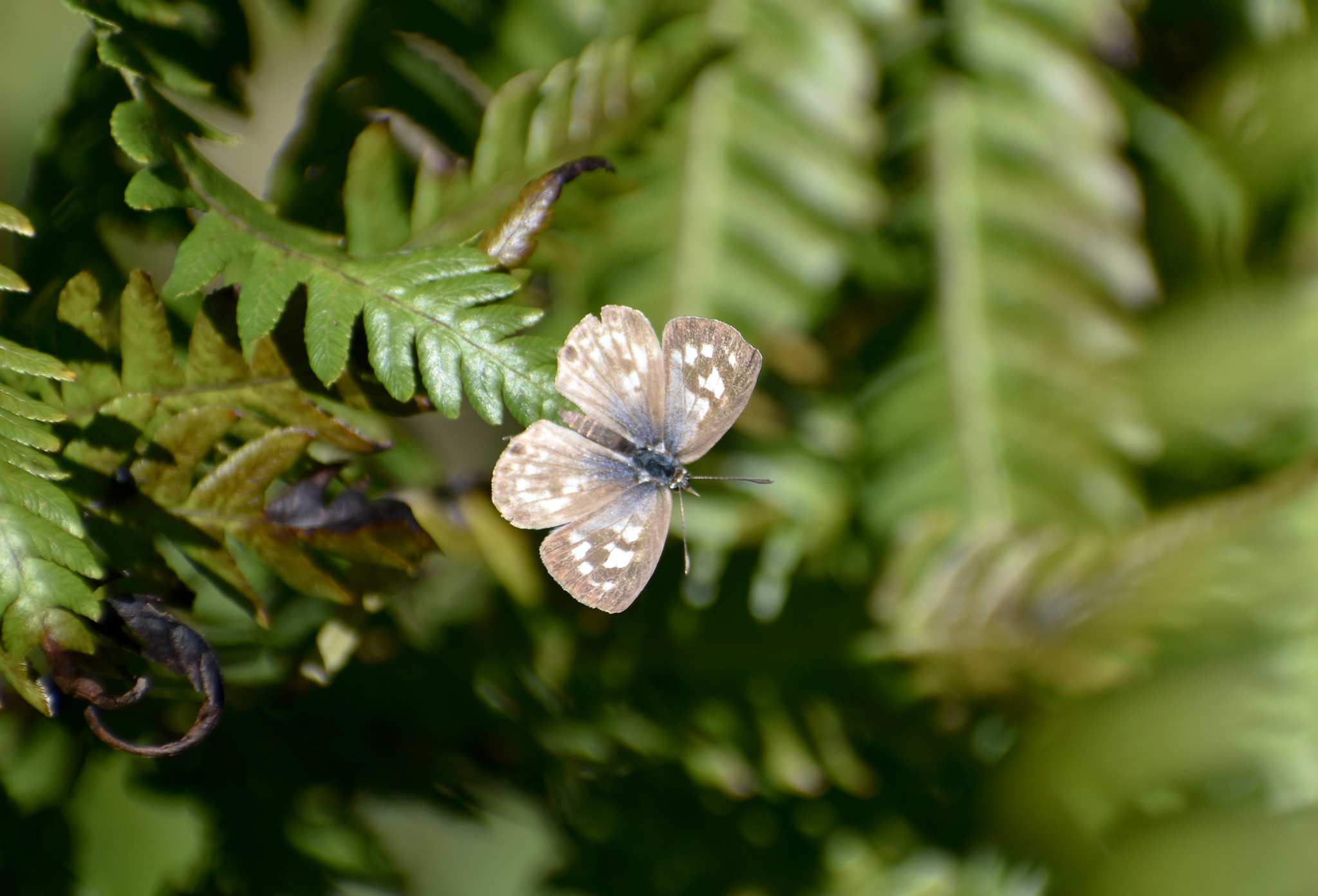 Plumbago Blue