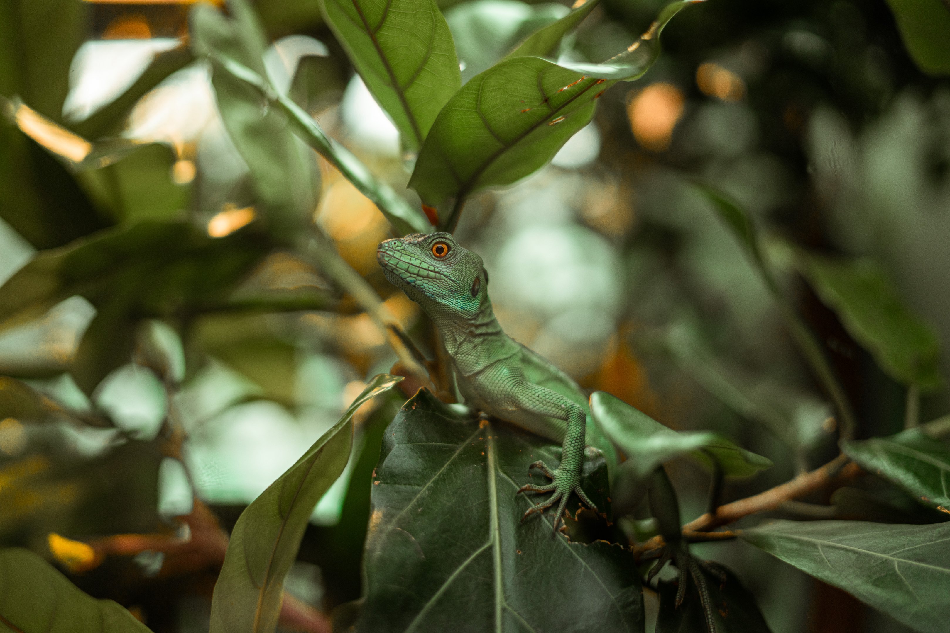 Plumbed Basilisk Female