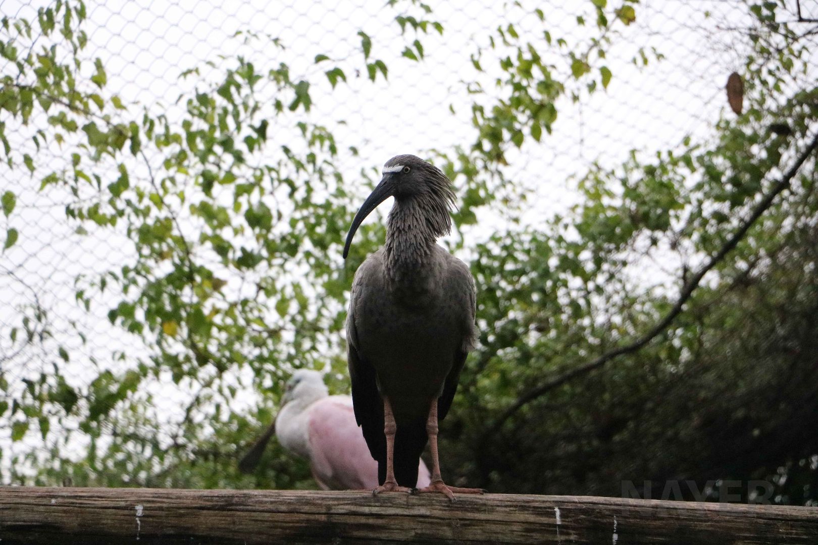 Plumbeous ibis, April 2016