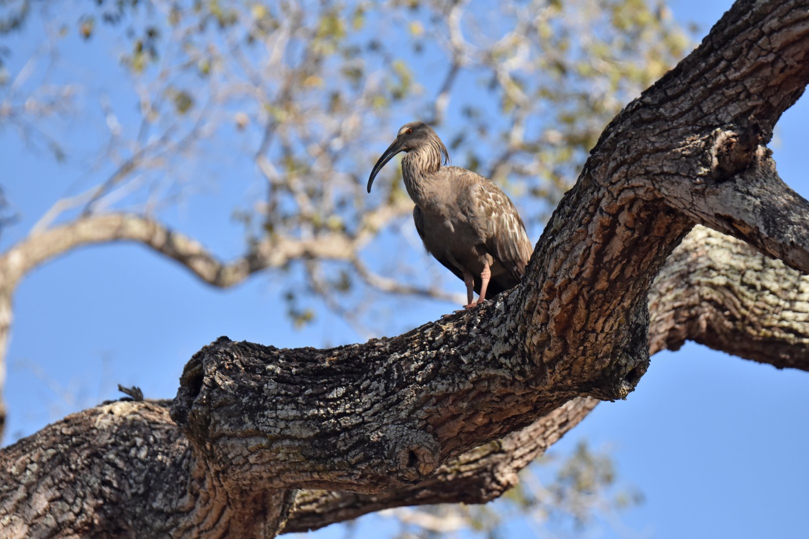 Plumbeous Ibis (Theristicus caerulescens)