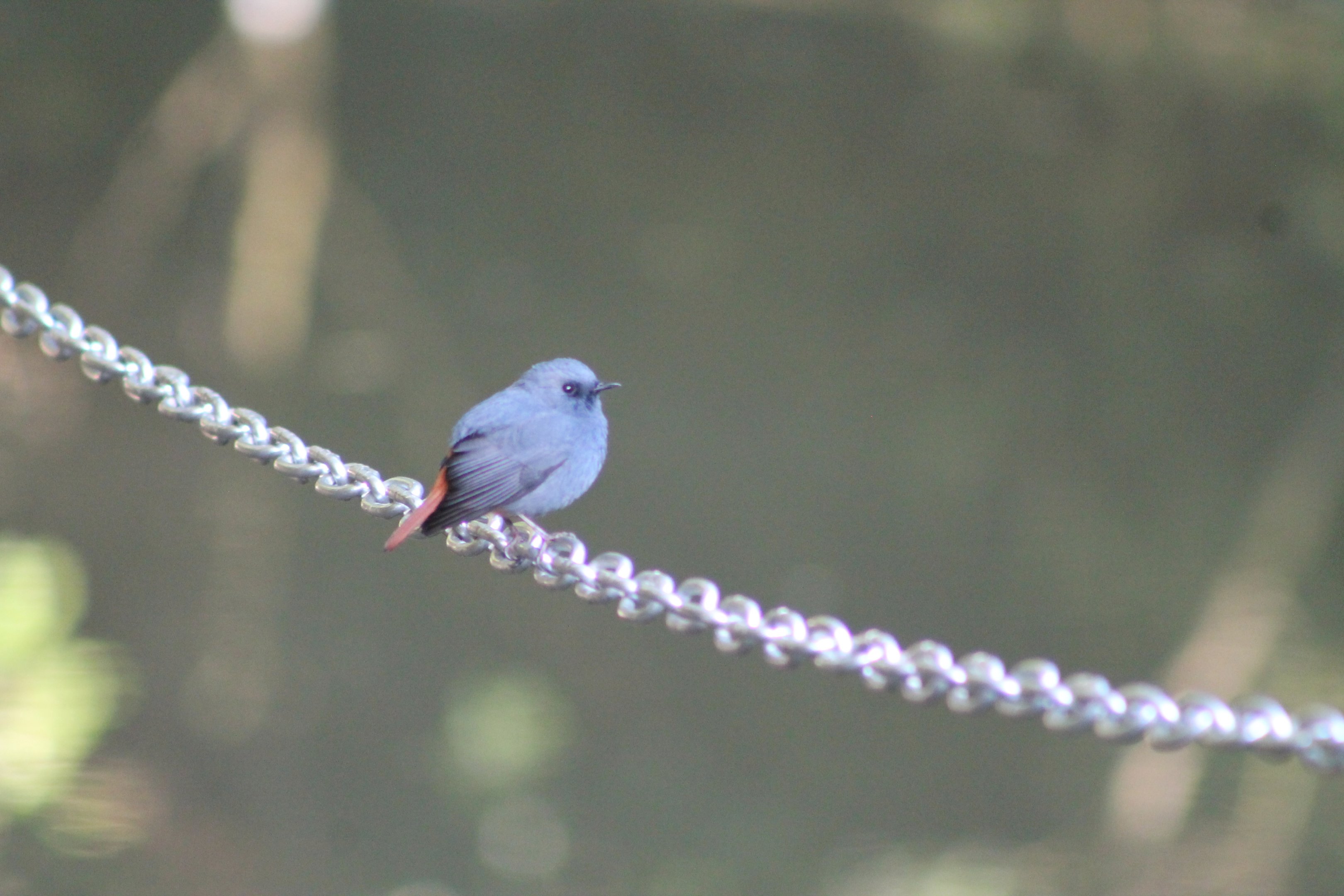 Plumbeous Water Redstart (Phoenicurus fuliginosus)