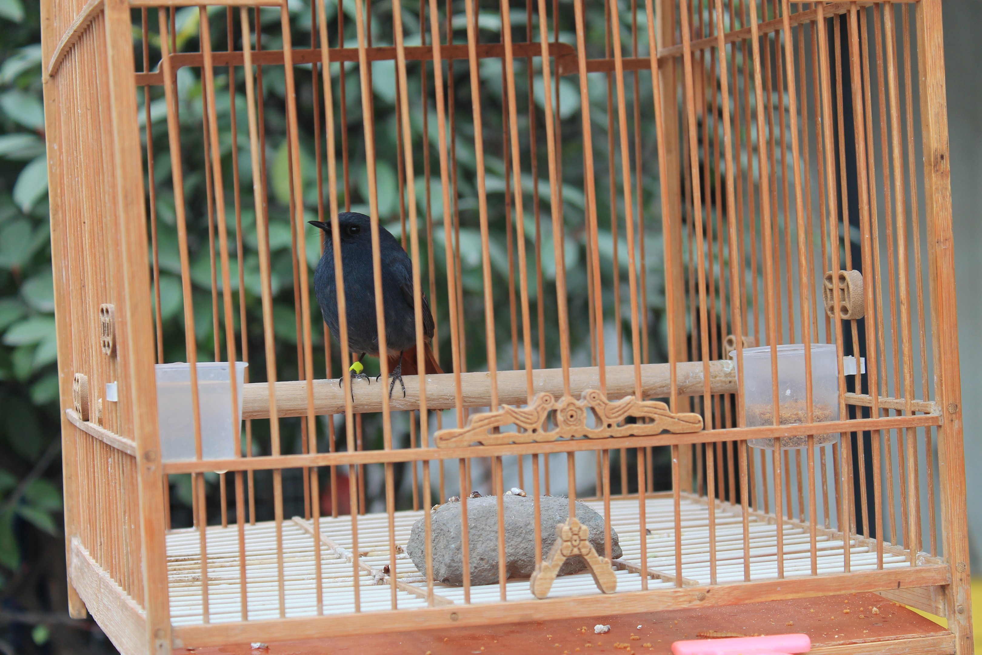 Plumbeous Water Redstart (Phoenicurus fuliginosus)