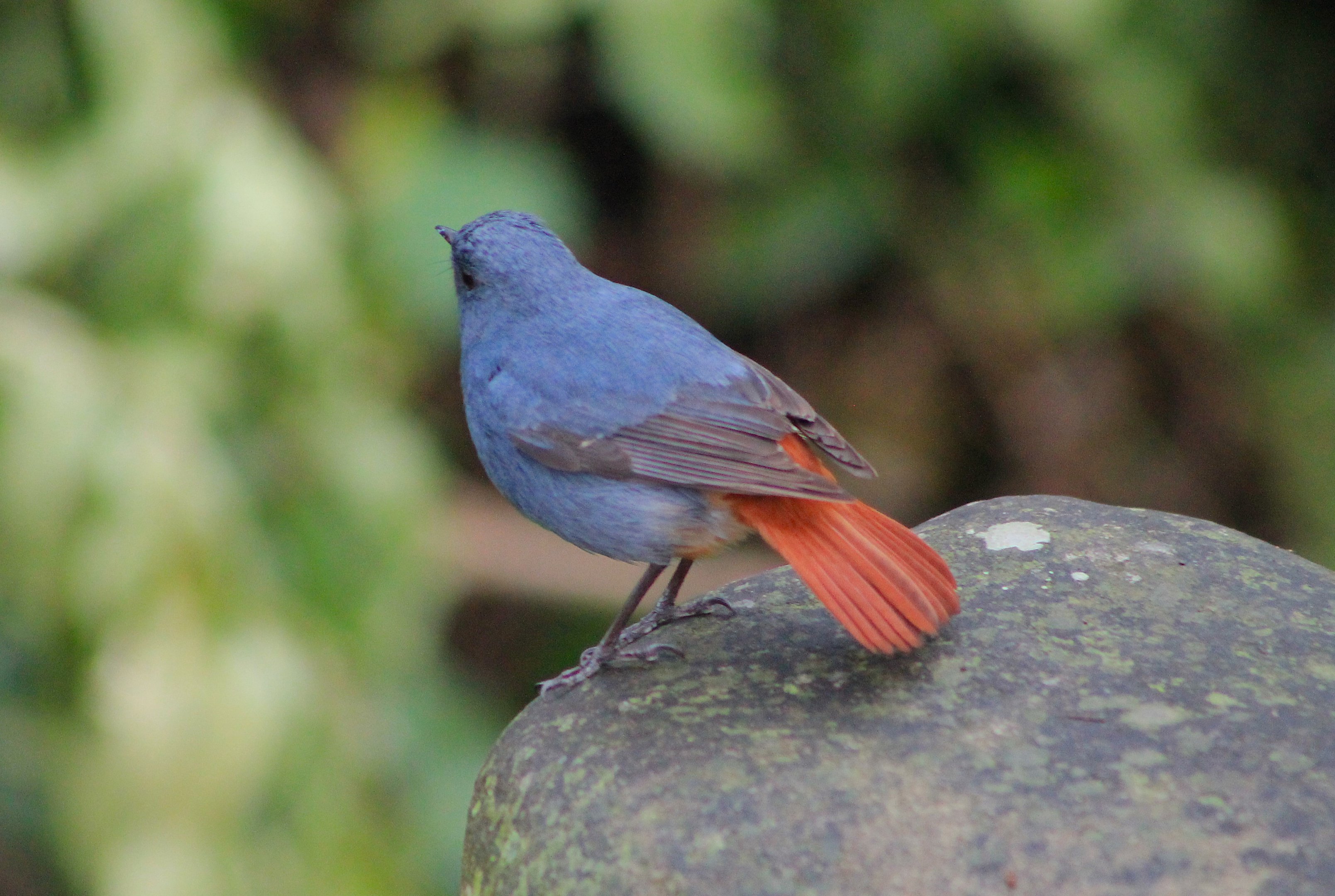 Plumbeous Water Redstart (Phoenicurus fuliginosus)