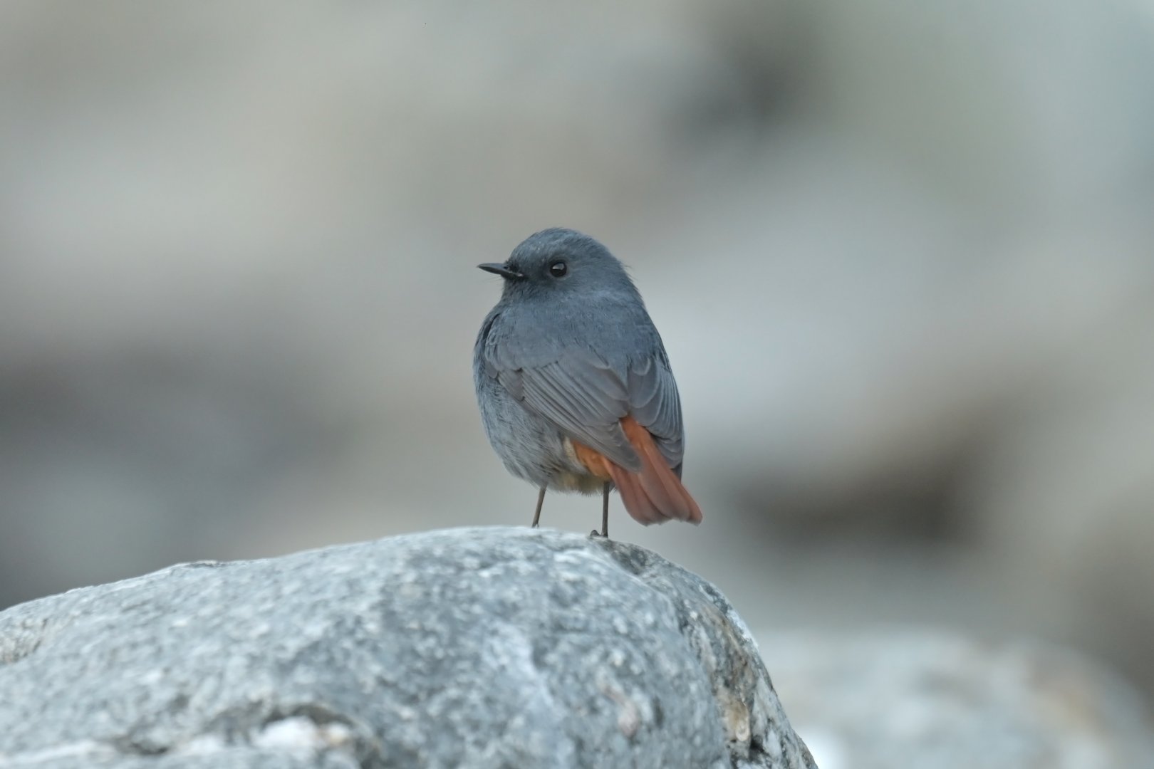 Plumbeous Water-Redstart Phoenicurus fuliginosus