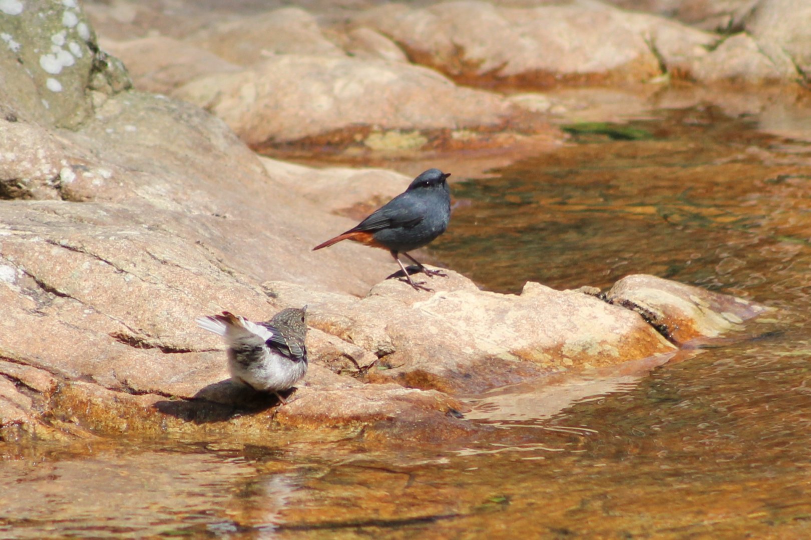 Plumbeous Water Redstarts (Rhyacornis fuliginosa) - male and juvenile