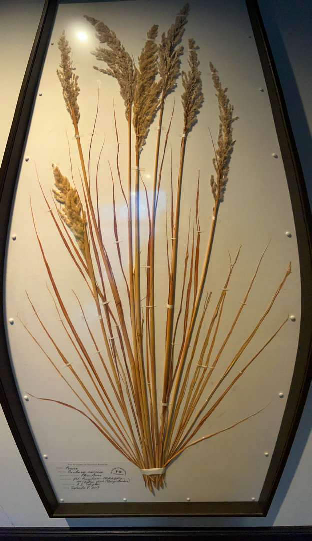 Plume Grass