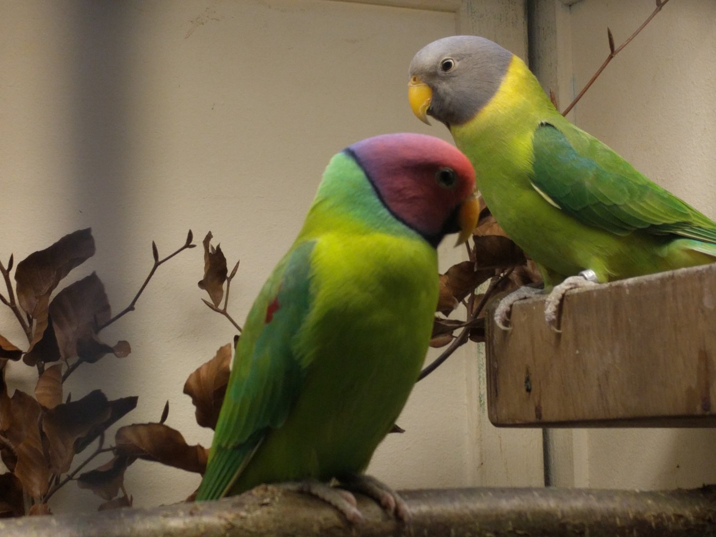 Plume Headed Parakeets