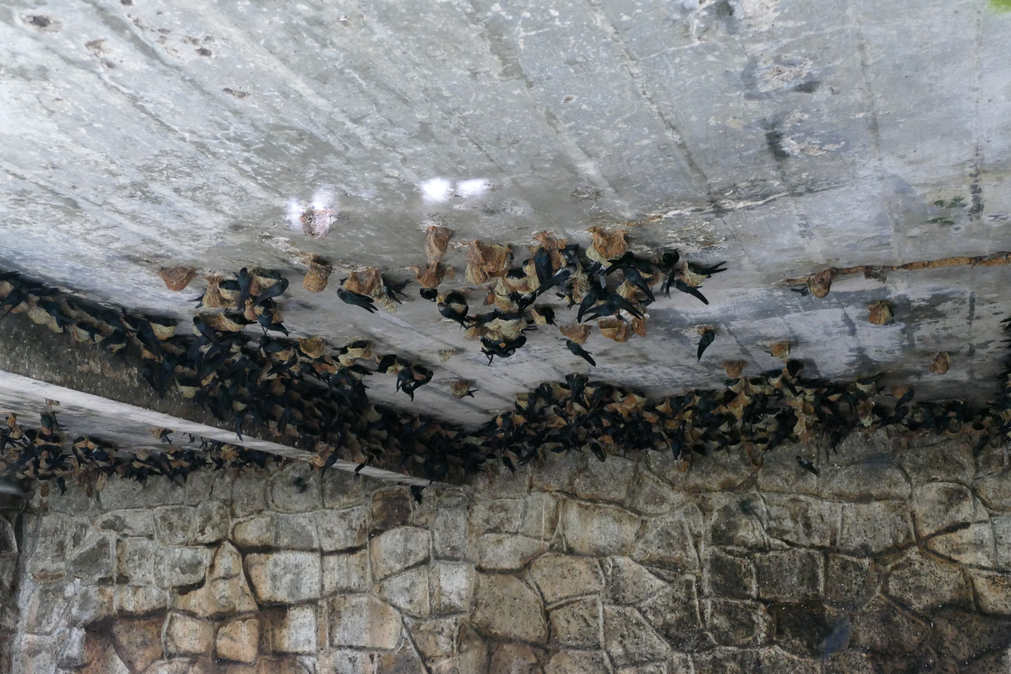 Plume-toed Swiftlet - Fraser's Hill