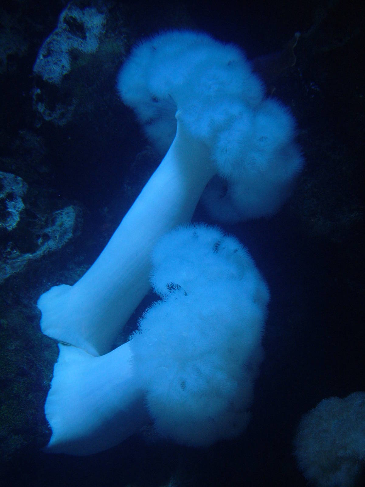 Plumed Anemone at Berlin Zoo Aquarium, 31/08/11