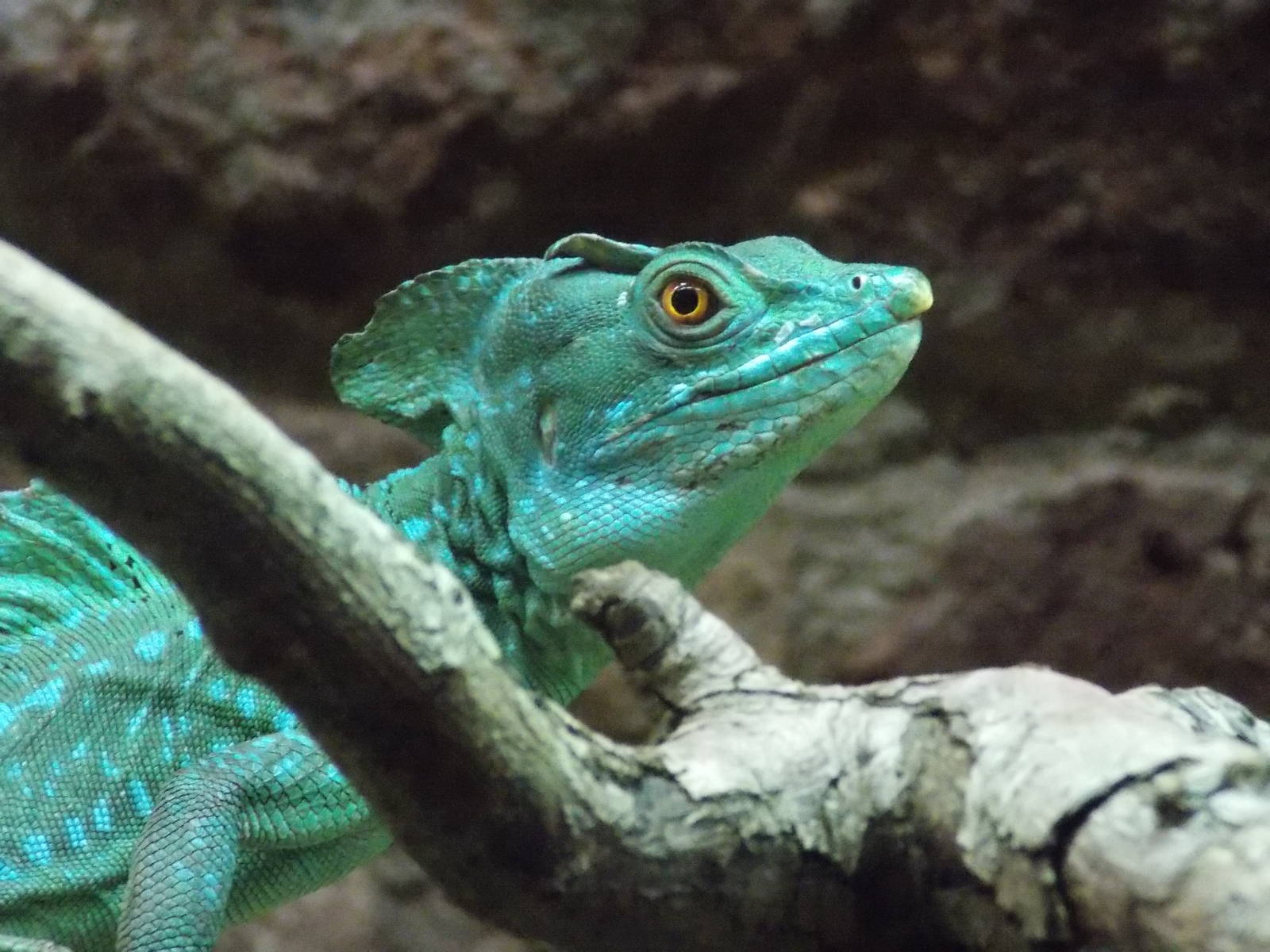 Plumed Basilisk 15/3/13