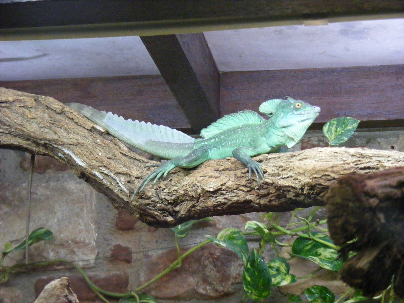 Plumed basilisk at Bristol Zoo, 1 August 2010
