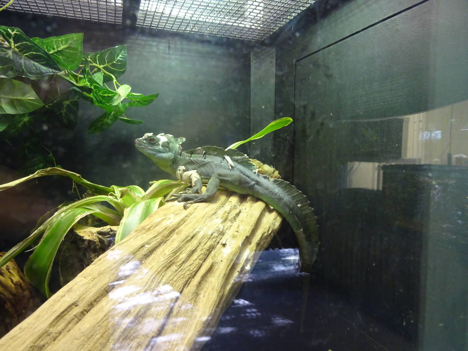 Plumed Basilisk at Busch Gardens Tampa