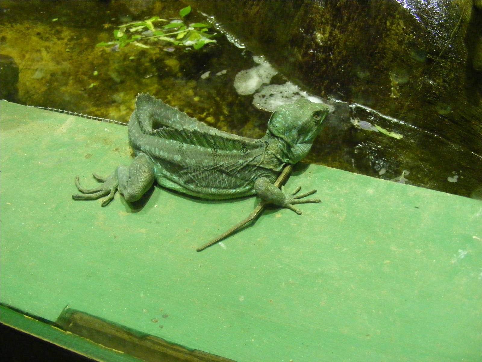Plumed basilisk at Whipsnade Zoo, 11 November 2010