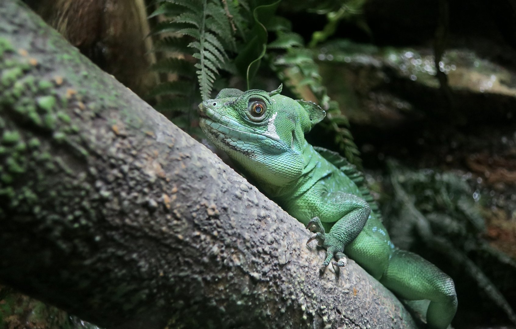 Plumed Basilisk (Basiliscus plumifrons) - Xpark