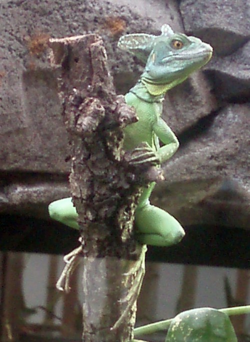 Plumed Basilisk (Basiliscus plumifrons)