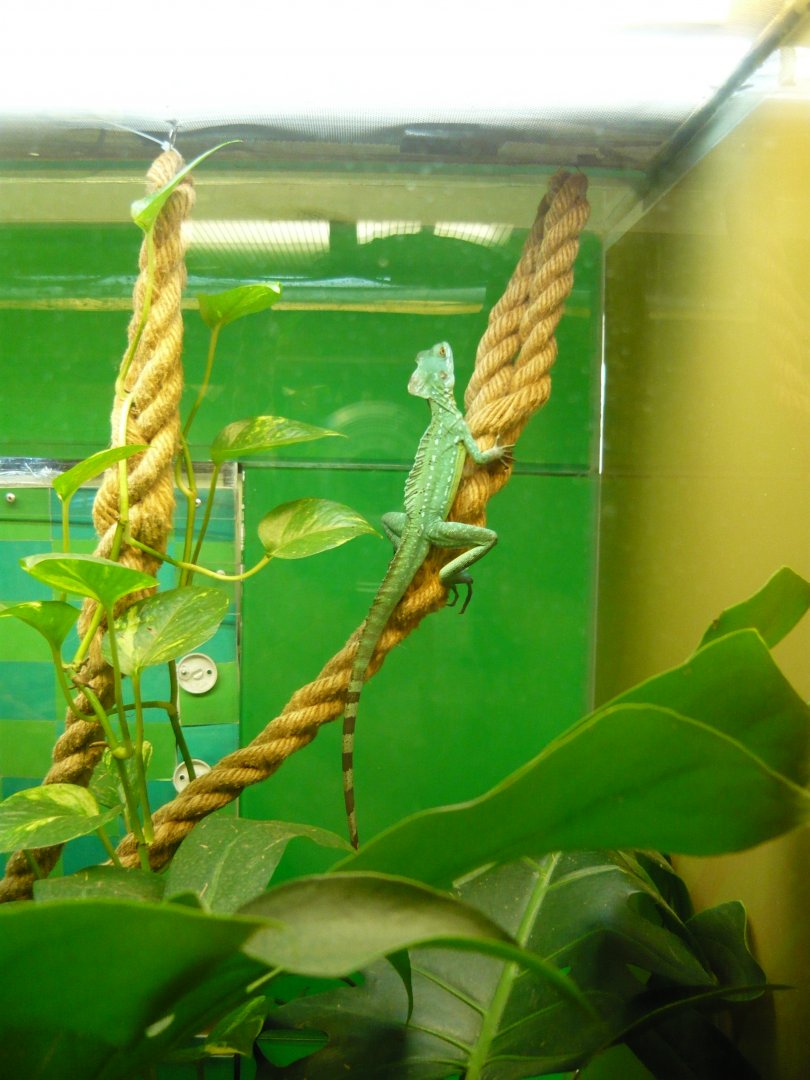 Plumed basilisk (Basiliscus plumifrons)