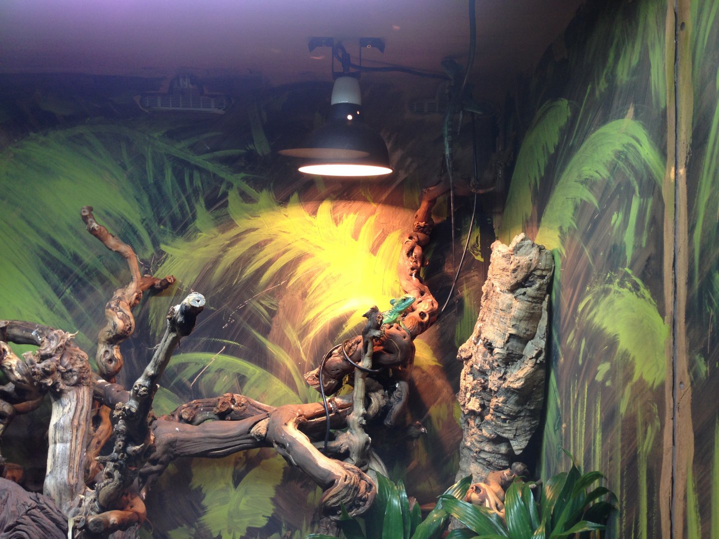 Plumed Basilisk - (Basiliscus Plumifrons)