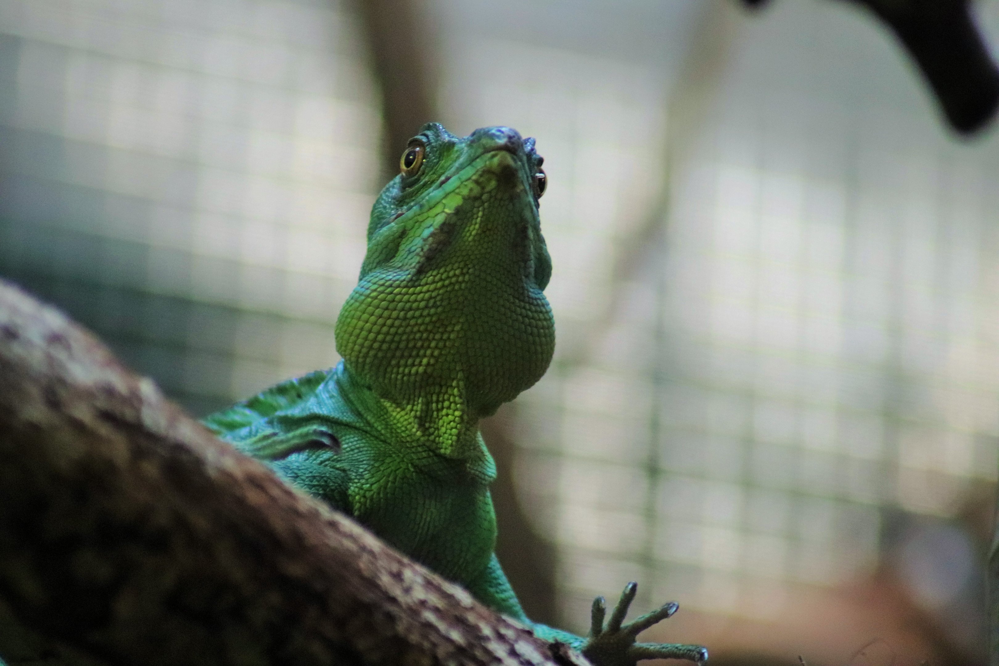 Plumed Basilisk (Basiliscus plumifrons)