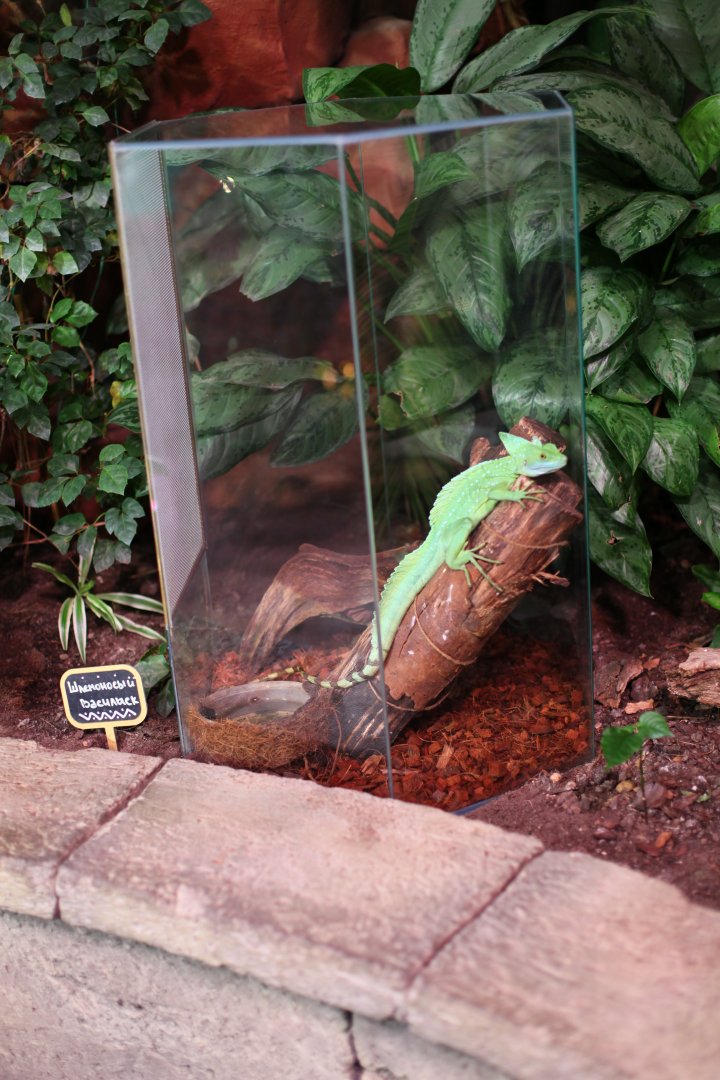 Plumed basilisk (Basiliscus plumifrons)