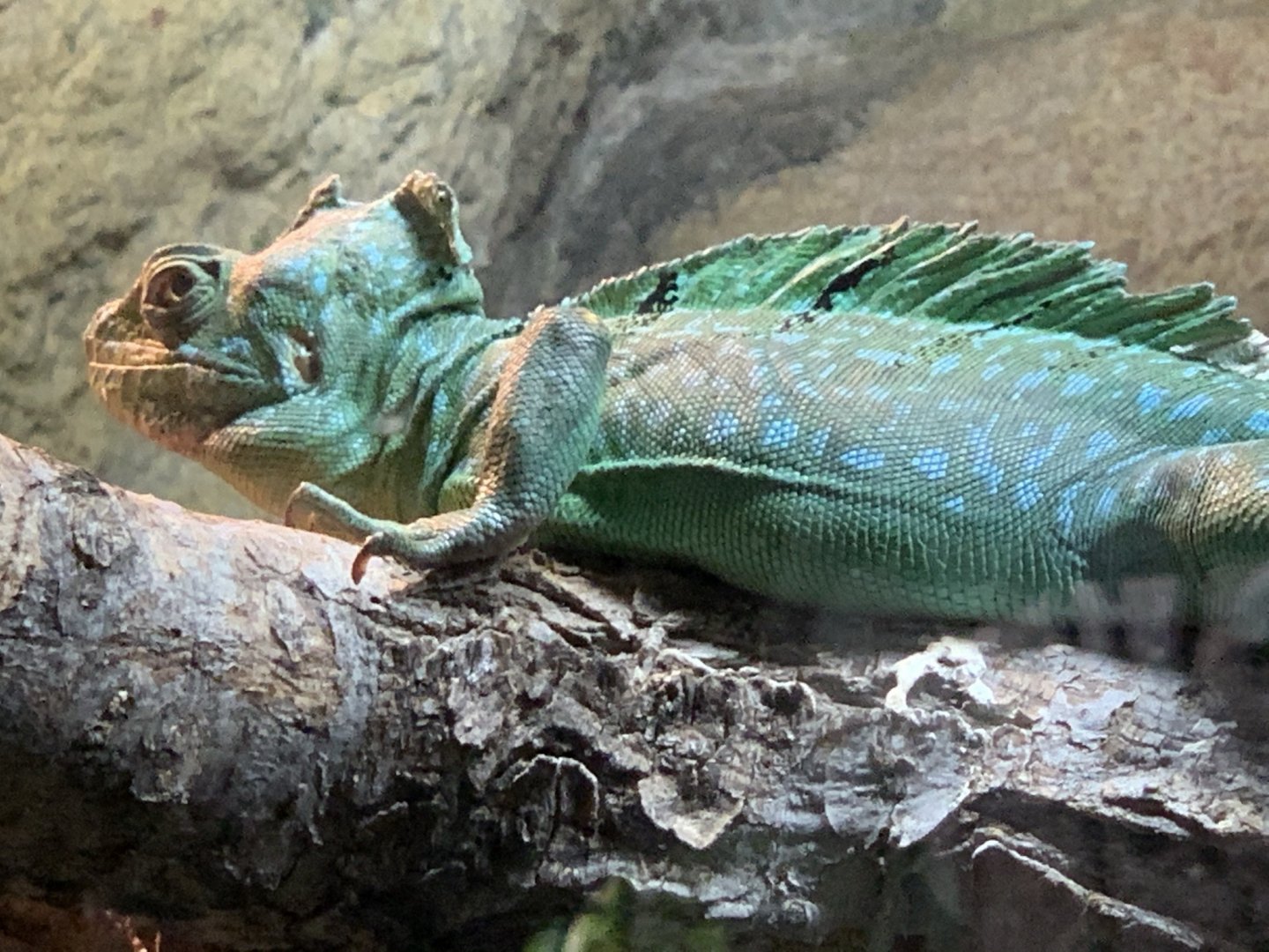 Plumed Basilisk (Basiliscus plumifrons)