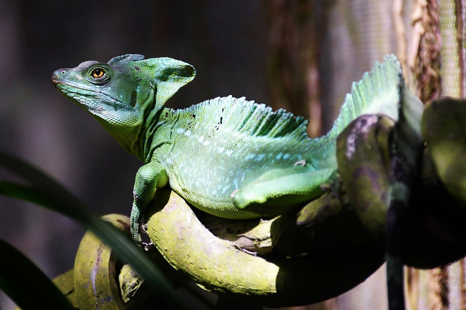 Plumed Basilisk (Basiliscus plumifrons)