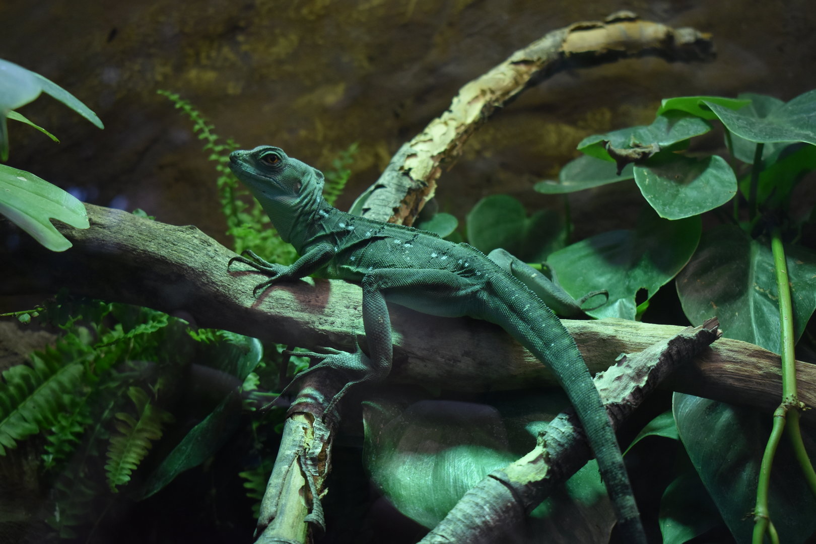 Plumed basilisk (Basiliscus plumifrons)