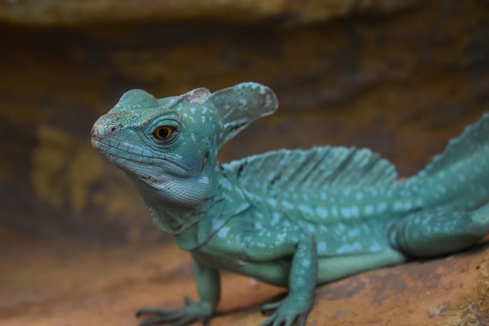 Plumed basilisk (Basiliscus plumifrons)