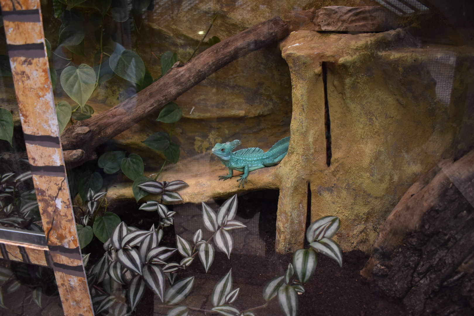 Plumed basilisk (Basiliscus plumifrons)