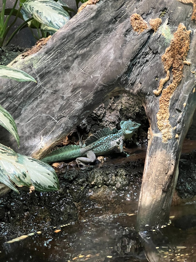 Plumed Basilisk (Basiliscus plumifrons)