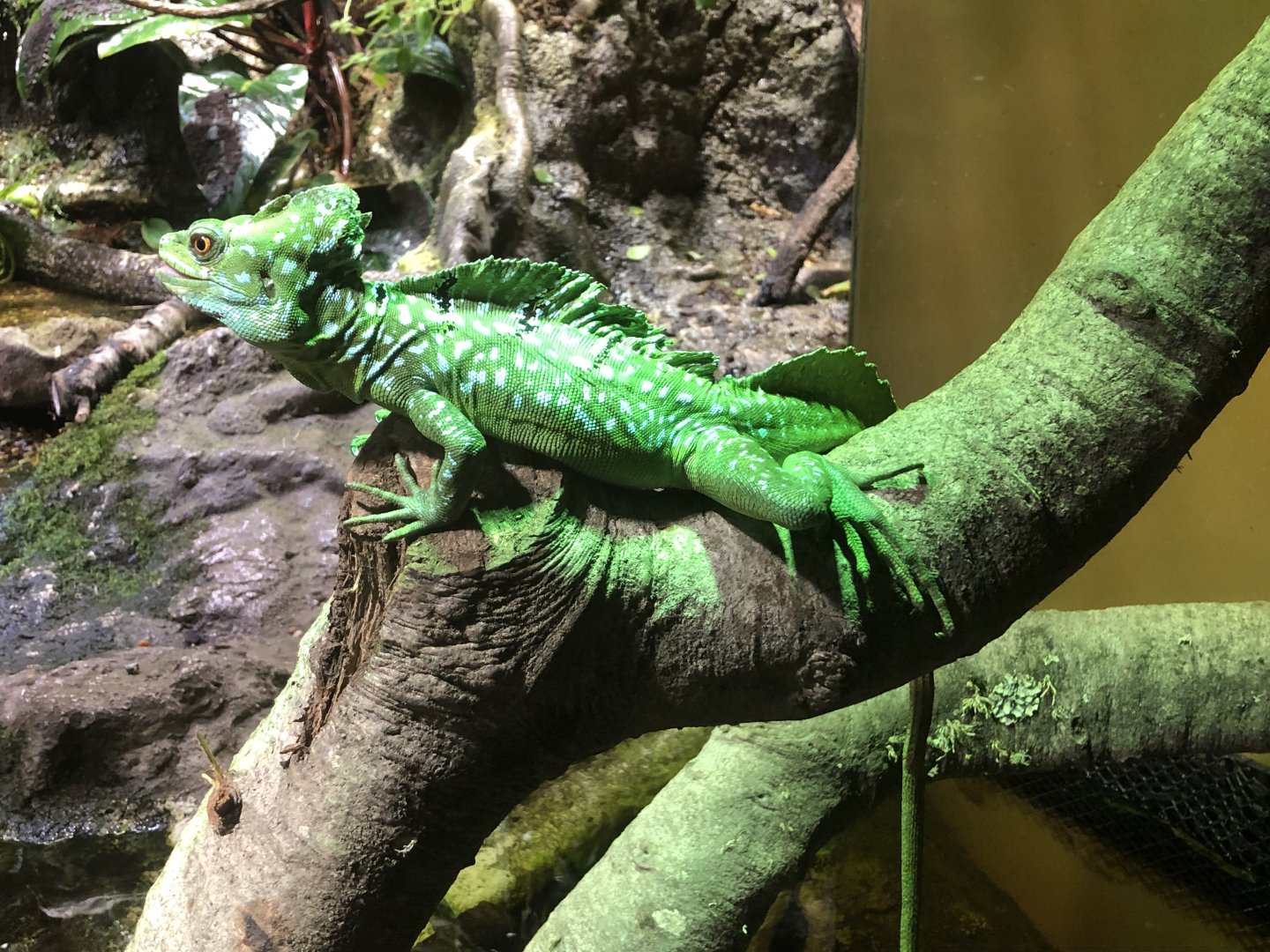 Plumed basilisk, Basiliscus plumifrons