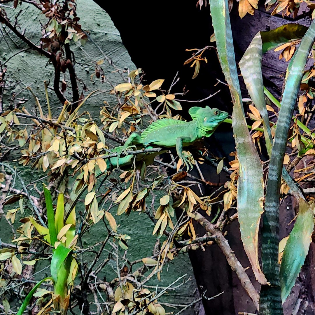 Plumed Basilisk (Basiliscus plumifrons)