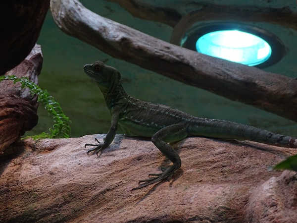 Plumed basilisk (Basiliscus plumifrons)