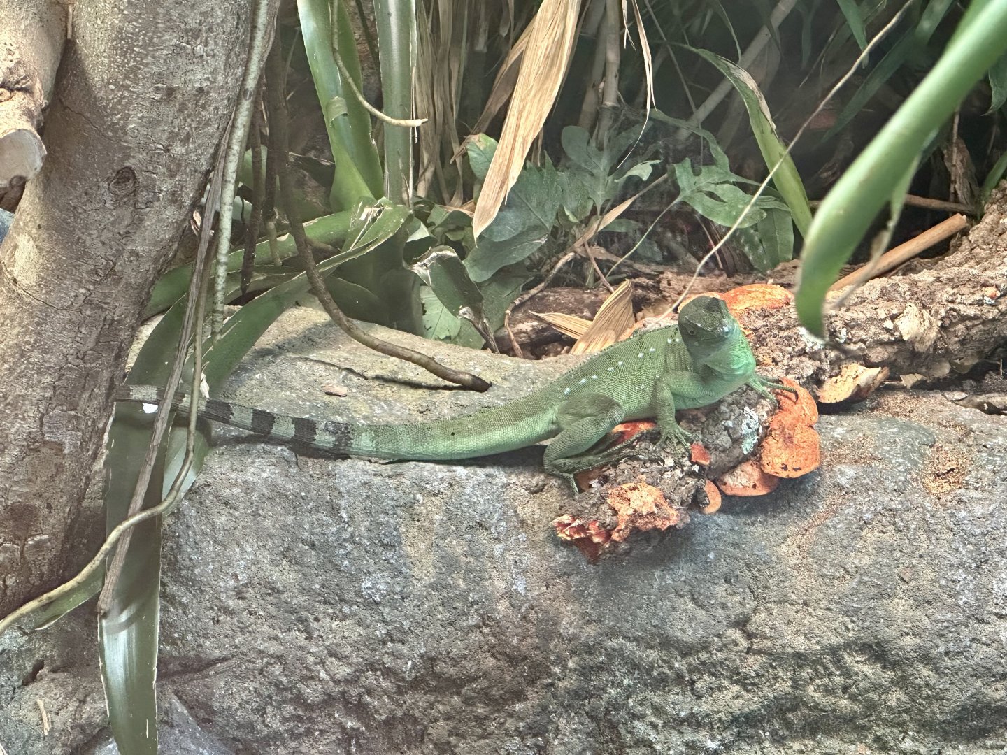 Plumed basilisk (Basiliscus plumifrons)